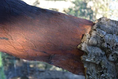 Пробковый дуб: секреты главного дерева виноделов | Travel | OBOZ.UA