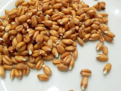 Пророщенная пшеница: ТОП-10 рецептов | WMJ.ru