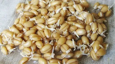 Высушенная пророщенная пшеница. Семена пшеницы сушеные. Вкусная цена. —  купить в Красноярске. Крупы, сыпучие продукты на интернет-аукционе Au.ru