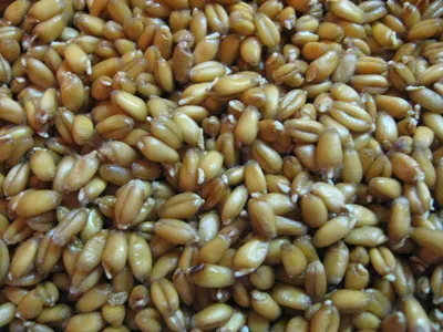 Пророщенная пшеница: польза и целебные свойства | Траволечение, Здоровье,  Домашнее лечение