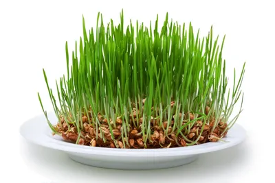 Пророщенная пшеница – влияние на организм и правила использования