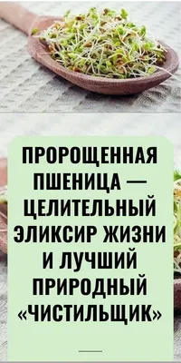 Пшеница для проращивания Эко-Про по цене 71 сом купить в Бишкеке, Киргизия  - beeko.kg