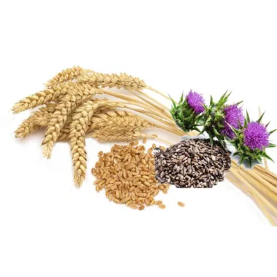 Купить пророщенная пшеница, Wheatgrass Shots, Green Foods Corporation,  шоты, 150 грамм в Баку и Азербайджане