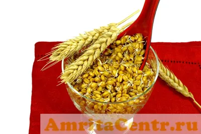 Пророщенная пшеница - сокровище для здоровья