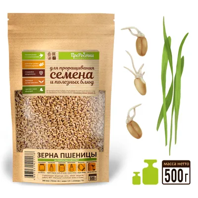 Проросшая пшеница фото фото