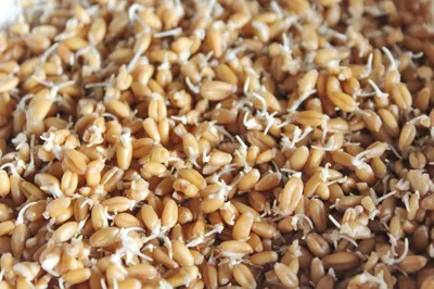 Пророщенная пшеница – лучший эликсир молодости | HOCHU.UA