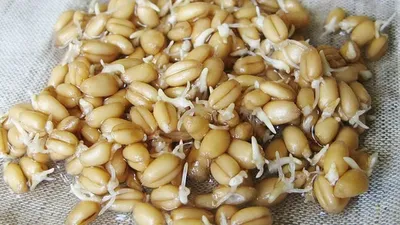 В чём польза пророщенных зёрен гречки и пшеницы?