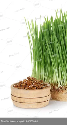 Софтгрейн пророщенная пшеница - Puratos