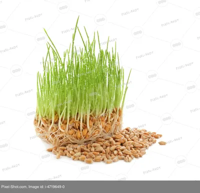 Пророщенная пшеница - «Боржоми» — Гастрогид