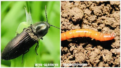 Проволочник • zemledelie.org