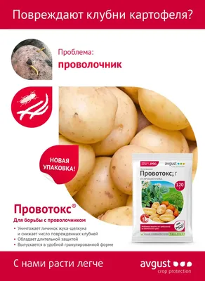 Проволочники (личинки жуков-щелкунов) | Насекомые-вредители и клещи |  «Сингента» в России