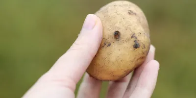 На моем картофеле больше нет проволочника. Жаль, что я раньше об этом не  знала. | Любимая усадьба | Дзен