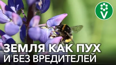 Картошка останется целой и невредимой - как навсегда избавиться от  проволочника на огороде — УНИАН