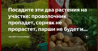 Зола и еще 4 бесполезных способа борьбы с проволочником на картофеле: не  тратьте силы зря | 04.10.2023 | NVL