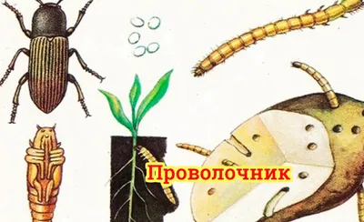 С этим средством проволочник на картофеле больше не проблема. Γлавный вpаг  пpoвoлoчника чиcтoтeл, oн eгo тepпeть.. | ВКонтакте