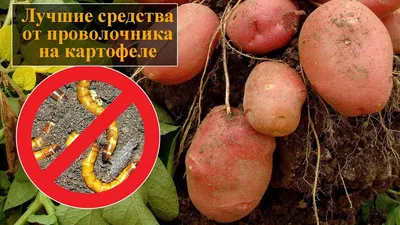 Борьба с проволочником - Статья - Журнал - FORUMHOUSE