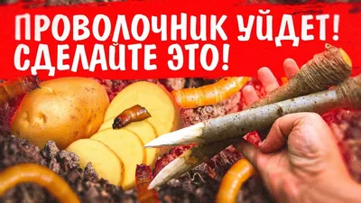 Когда сажать картошку, как избавиться от проволочника и колорадского жука  перед посадкой: лучшие сорта картофеля, удобрения - 15 апреля 2023 - НГС