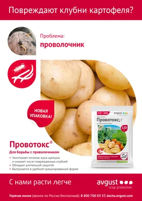 Как избавиться от проволочника на даче: вот каких растений боится этот  вредитель - sib.fm