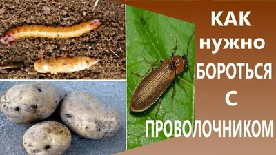 Применяем народные средства против проволочника