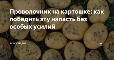 Сделайте это в ноябре, чтобы избавиться от проволочника в новом сезоне —  все личинки сгинут