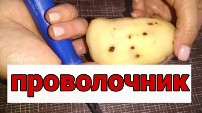 Как избавиться от проволочника на участке: советы агронома