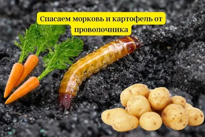 Как избавиться от проволочника не прибегая к помощи химикатов