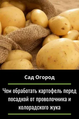 Проволочник на картошке: как победить эту напасть без особых усилий |  Экспресс-вести | Дзен