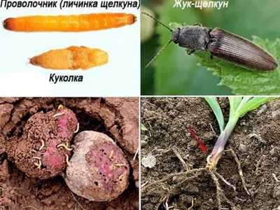 Как бороться с проволочником: проверенные рецепты для огородников