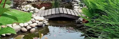 Поднятый Садовый Пруд В Саду — стоковые фотографии и другие картинки  Садовый пруд - Садовый пруд, Великобритания, Без людей - iStock