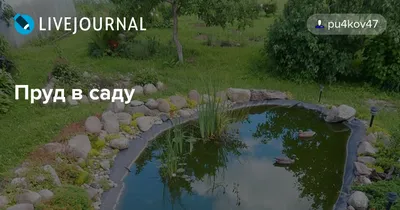 Наши рецептики: Прудик на даче своими руками