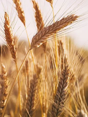 Пшеница твёрдая красная (Hard Red Wheat)