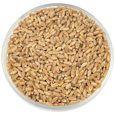 Купить пшеница в Екатеринбурге по цене 42 руб. | Интернет-магазин \"Русский  Самодел\"