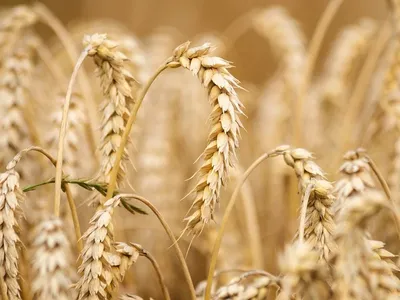 В России подорожала пшеница – Агроинвестор