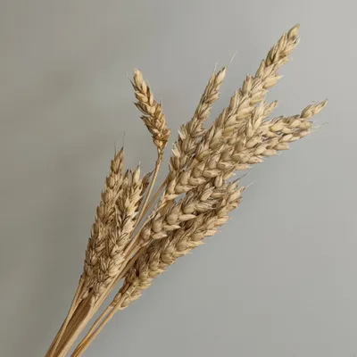 Семена Пшеницы - Сидераты - купить у производителя Мульча.рф