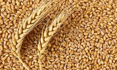 Пшеница резаная | Образ жизни