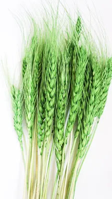 Пшеница зерно в мешке5 кг свежий урожай нешлифованная - купить с доставкой  по выгодным ценам в интернет-магазине OZON (746109959)