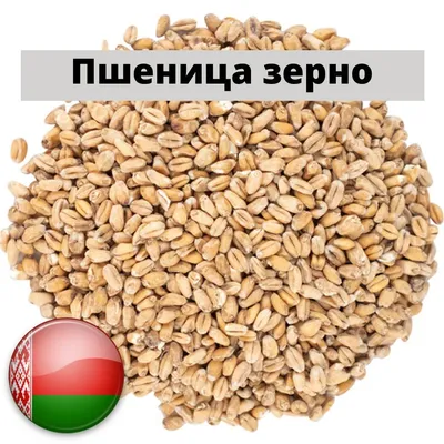 Цены на пшеницу взлетели почти на 5% на фоне взрывов в городах Украины -  РБК Инвестиции