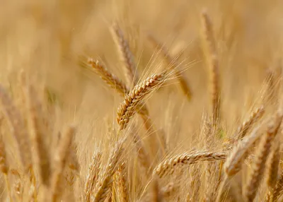Пшеница Покровская – Купить Цена Оригинал 100% – АгроМен