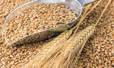 Пшеница мягкая — Википедия