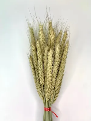 Пшеница для проращивания, 500 гр купить недорого в Санкт-Петербурге –  Магазин «Вкус Традиций»