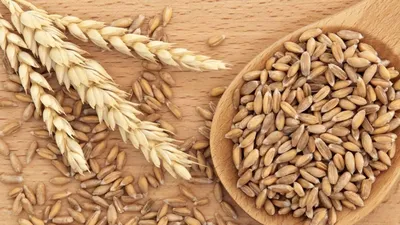 Почему дорожает казахстанская пшеница? | Inbusiness.kz