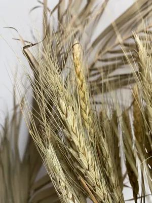 Проросшая казахстанская пшеница будет токсичной