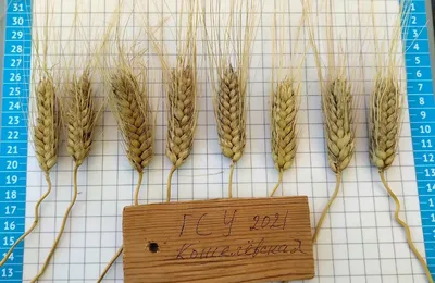 Пшеница от органической фермы «Чёрный хлеб»