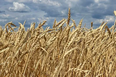 Казахстанская пшеница в Узбекистане подорожала до 110 тыс. тенге за тонну