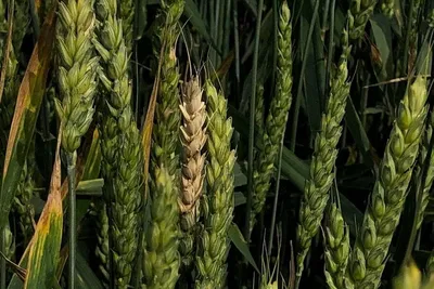 Найден способ выращивать пшеницу с повышенным содержанием белка