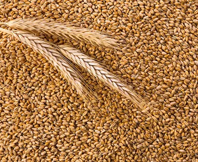 Пшеница — ООО «АгроСояКомплект»