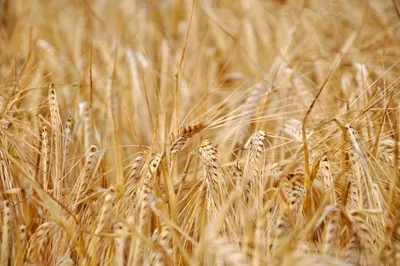 Цены на пшеницу могут опуститься ниже экспортного паритета – Агроинвестор