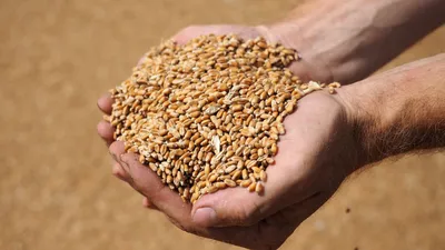 Купить семена, купить семена озимой, купить семена озимой пшеницы, купить  семена озимой пшеницы сорт Ордынка, семена озимой пшеницы, пшеница Ордынка  , Ордынка