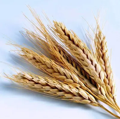 Пшеница яровая - ООО \"Озерное\"