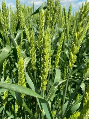 Пшеница натуральная 60 см - OBJECTS